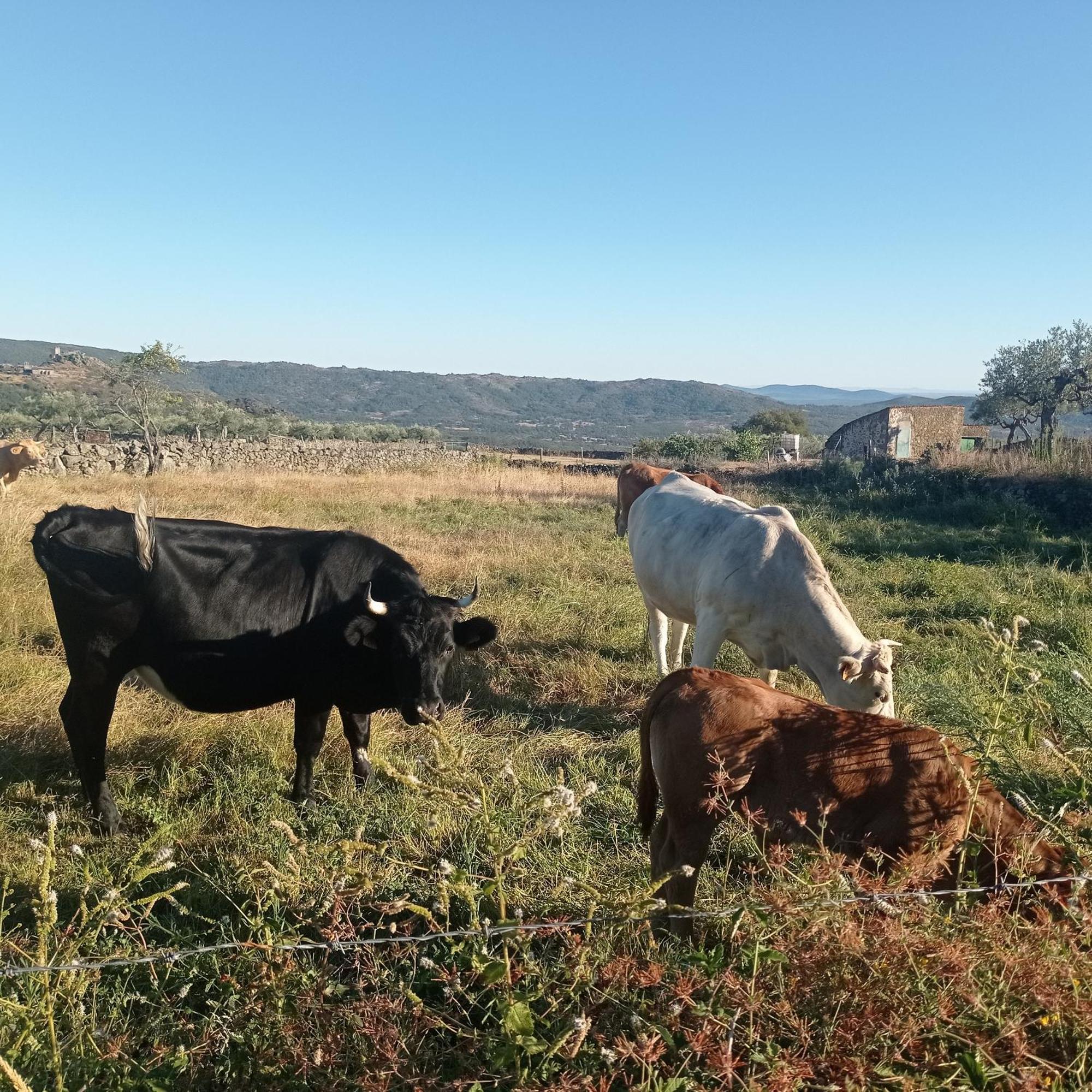 Casa Rural Vinas Perdidas Béjar Buitenkant foto